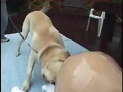 Japanese bitches blow job with huge doggy cock