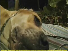Slutty brazil babe sucks big dog cock on lawn