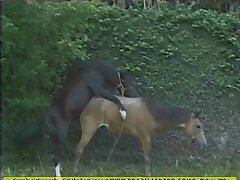Huge black horse cock deep in wet brazilian pussy