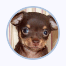 PetLewd.com