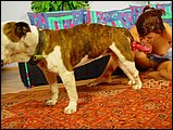 animal sex