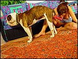 dog sex