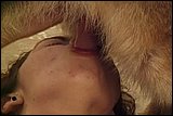 dog sex pic