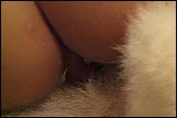 zoo sex pic