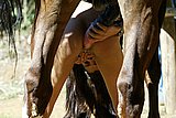 beast sex jpg