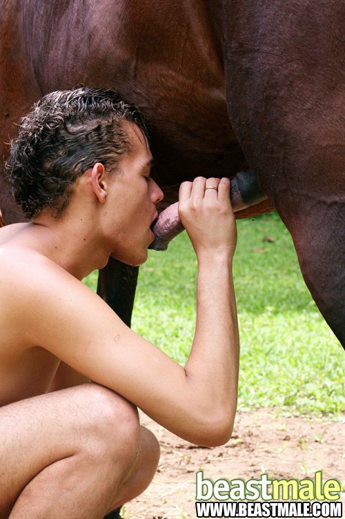 Naked Farm Gay Sucking A Massive Gray Horse Cock