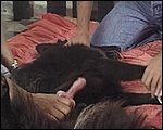 animal sex pic