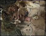 horse sex pic