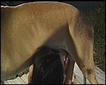 horse sex pic
