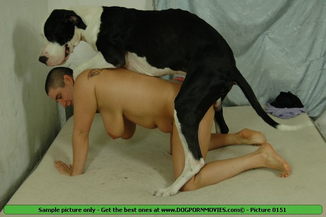 Dogs Hardcore Porn - Animal Live Sex Porn :: Black dog fucking her sweet cunt hardcore action