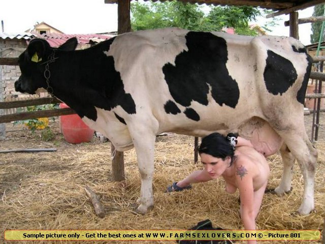 Girl And Cow Porn - Animal Live Sex Porn :: Sexy slut fucked by cow udder in her bold pussy