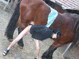 horse sex pic