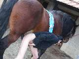 bestiality sex jpg