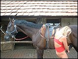 horse sex pic