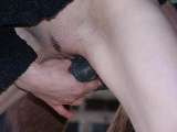horse sex pic