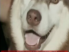 Two brazilian sluts have a sex with dog on beach