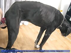 Horny wife getting ass popping by huge dog cock