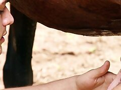 Tim stroking and sucking a huge stallion cock