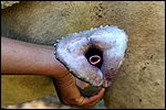 animal sex pic