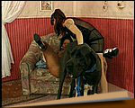 animal sex jpg