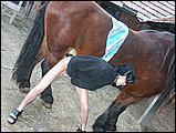 zoo sex pic