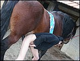 bestiality sex pic