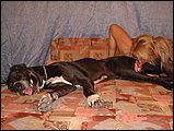 bestiality sex pic